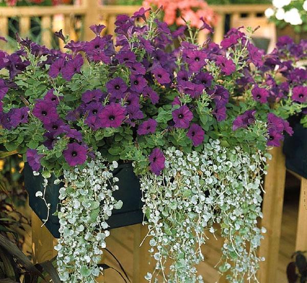 belles fleurs ampeleuses