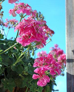 Une jeune plante fleurit après l'hivernage