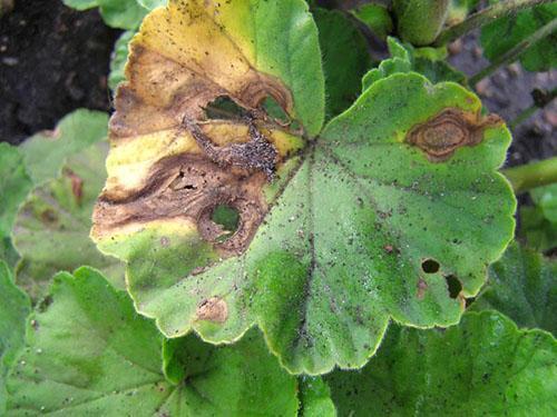 Feuilles de pélargonium endommagées