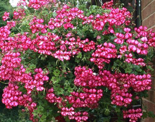 Floración abundante de pelargonium con hojas de hiedra