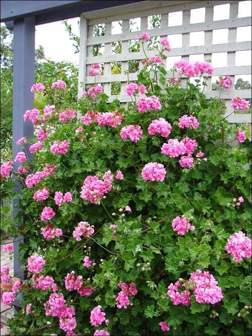 Engrais à base de potasse et de phosphore - une garantie de floraison luxuriante