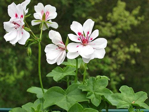 Les jeunes plantes ont besoin d'être acclimatées lors de la plantation dans le jardin