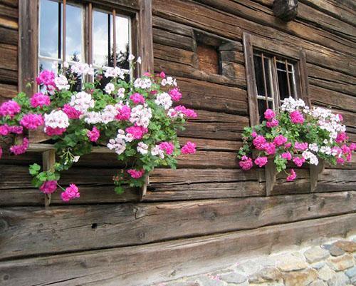 Les buissons de pélargonium plantés à proximité avec une couleur contrastante ont fière allure