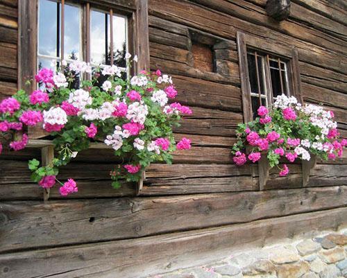 Los arbustos de pelargonio plantados cerca con un color contrastante se ven muy bien