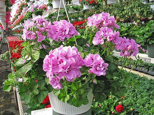 Les boutures de pélargonium sont réalisées après la floraison.