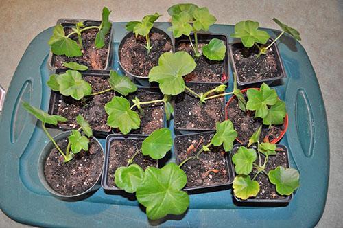 Planter des boutures dans de petits pots