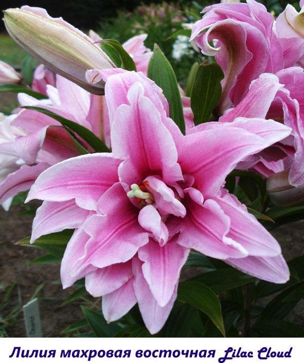 Terry lily oriental Lilac Cloud