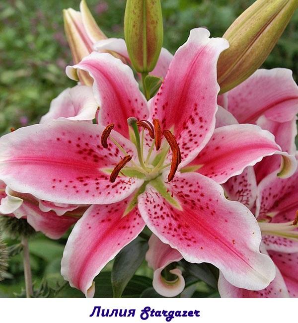 Lily Stargazer