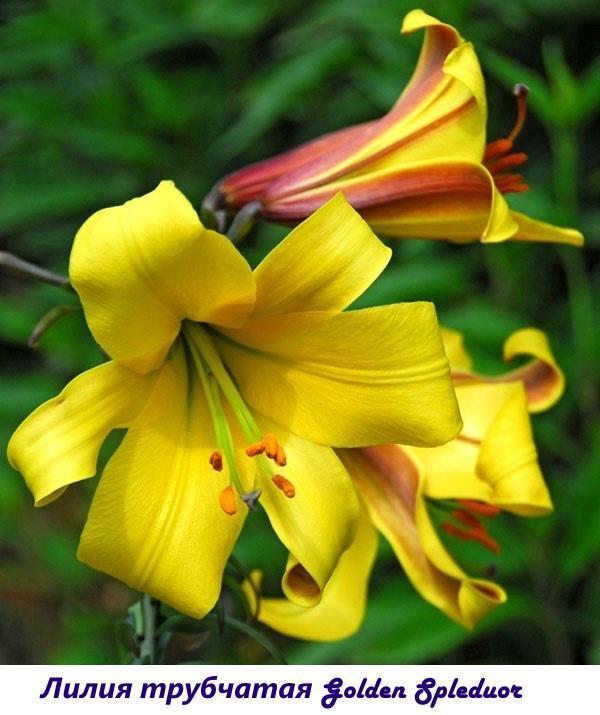 Trompeta Lily Golden Splendor