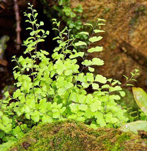 Il existe de nombreux types de maidenhair dans la nature.