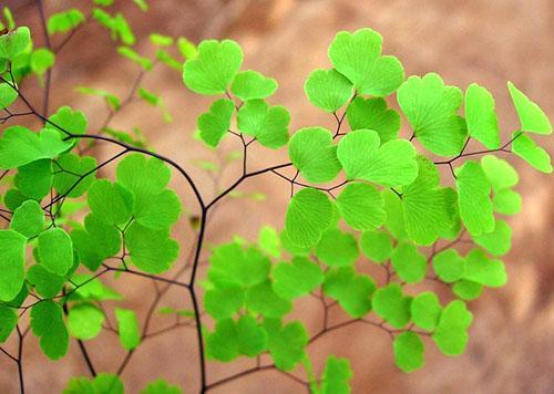 Feuillage délicat du maidenhair