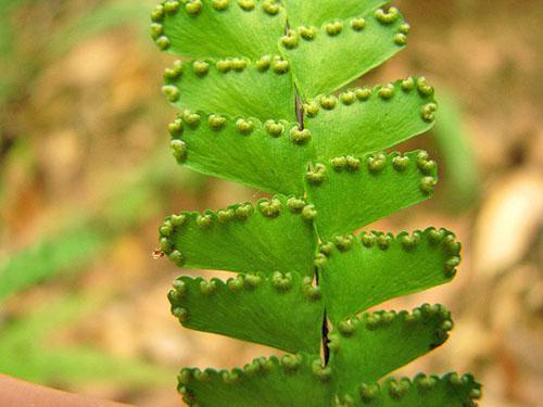 Maidenhair a des propriétés bénéfiques