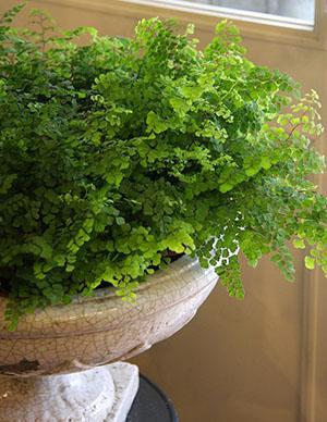 Maidenhair à l'intérieur de la pièce