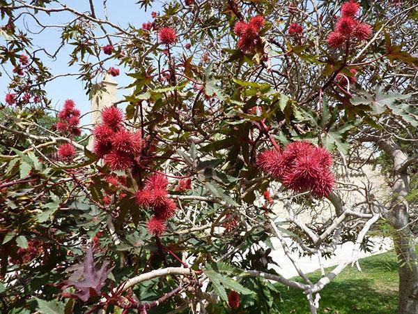 flor de ricino