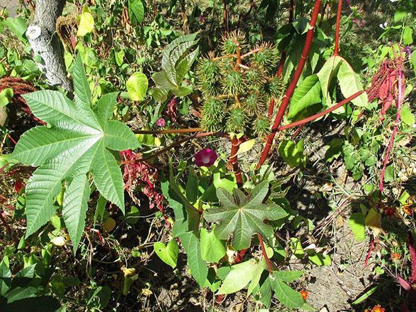 planta de aceite de ricino de tamaño insuficiente