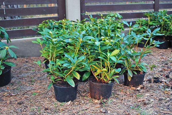 semis de rhododendrons