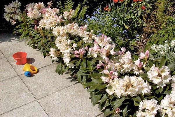 le rhododendron fleurit dans le parterre de fleurs