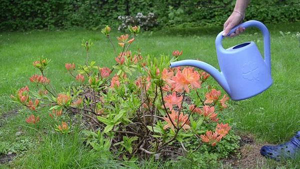 arroser le rhododendron