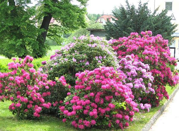 rododendros en el jardín