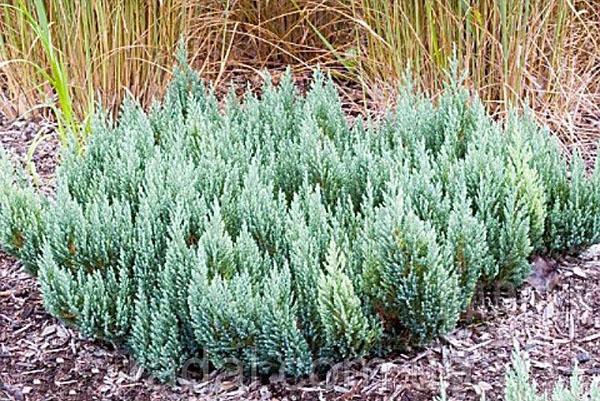 forêt bleue de genévrier
