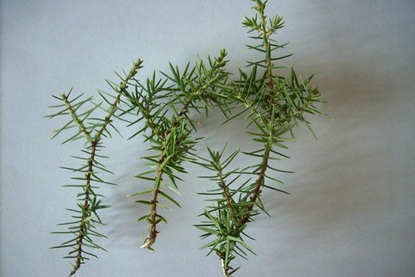 boutures de propagation