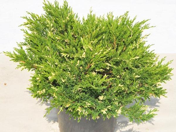 genévrier andorre variegata