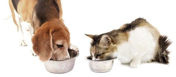 nourriture saine pour chiens et chats