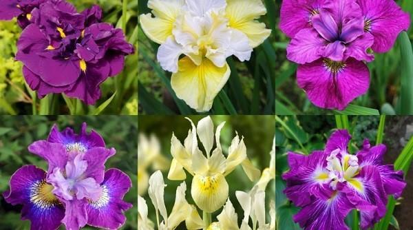 variétés d'iris pour chalets d'été