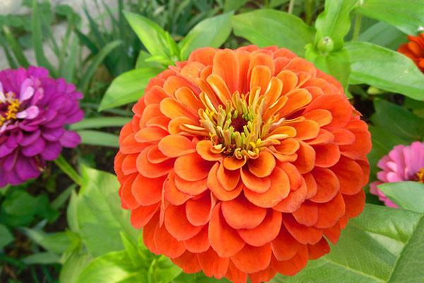 zinnia gracieux dahlia