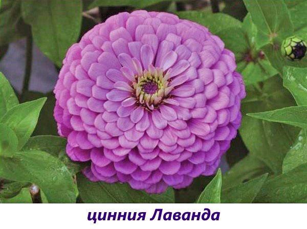 Lavande Zinnia