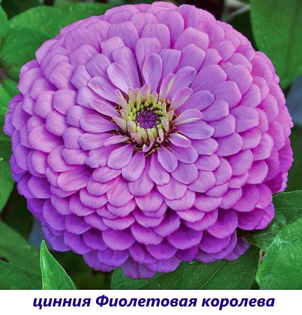 Reine pourpre Zinnia