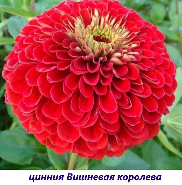 Reine des cerises Zinnia