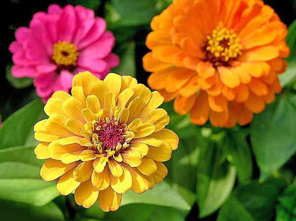 zinnia gracieux