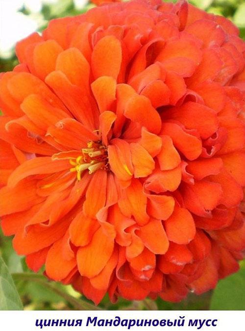 Mousse de mandarina Zinnia