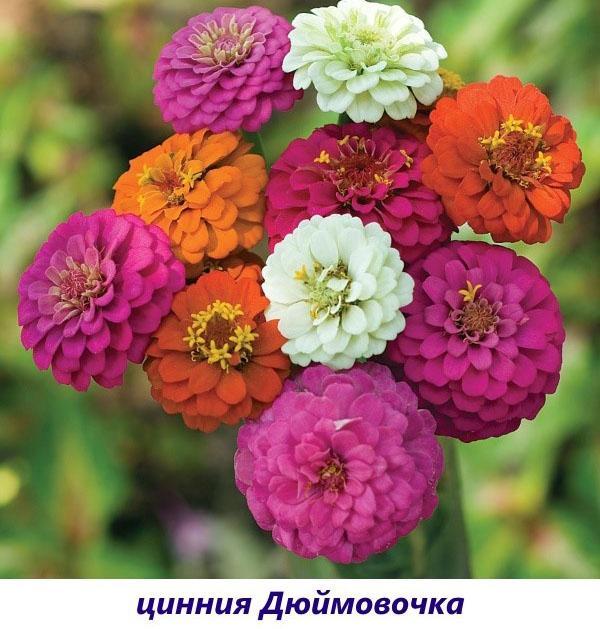 zinnia thumbelina