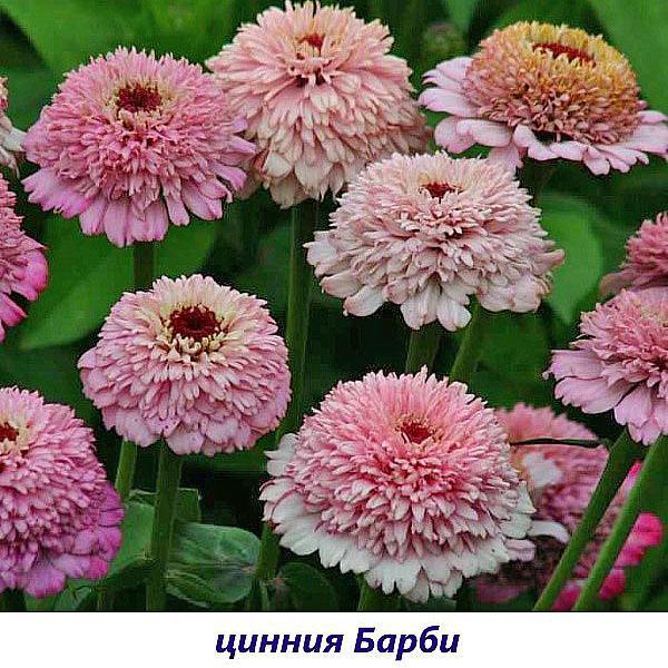 Barbie Zinnia