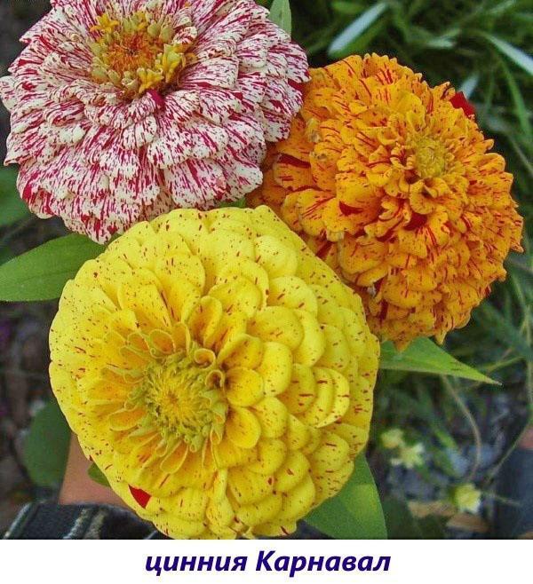 carnaval de zinnia