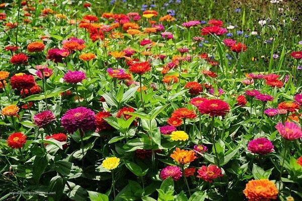 tipos y variedades de zinnia