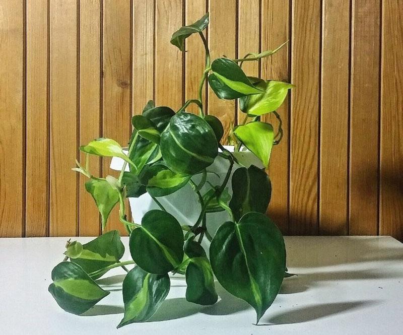 philodendron