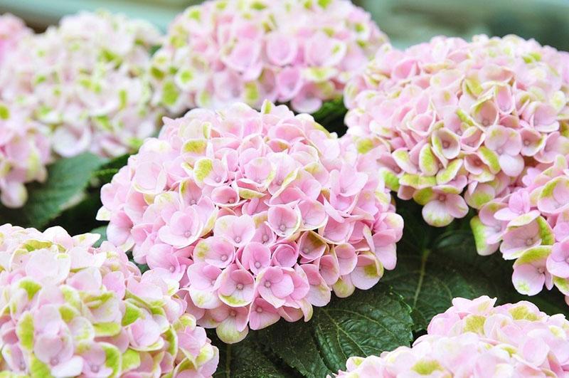 hortensia