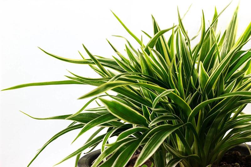 dracaena