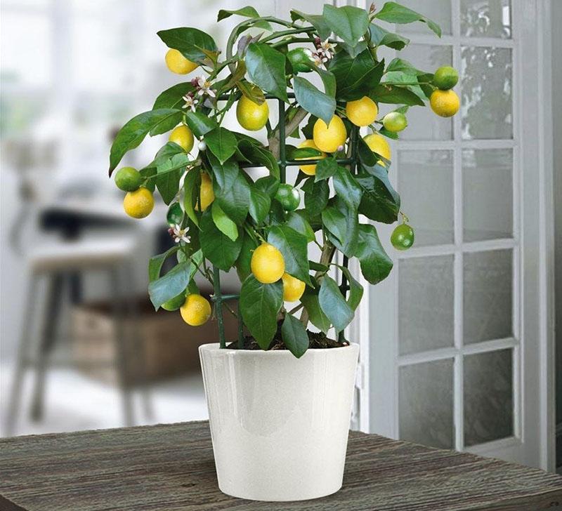 citronnier
