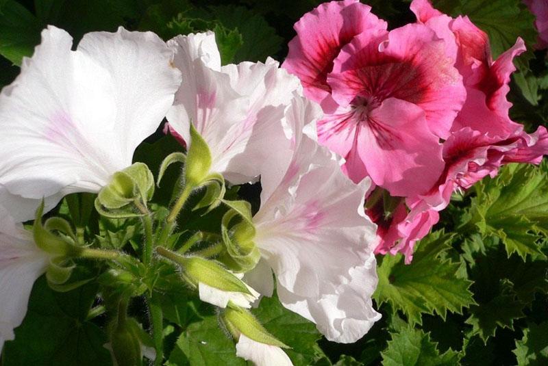 pélargonium à grandes fleurs