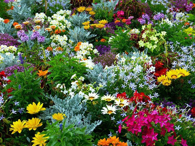 floraison luxuriante dans le jardin