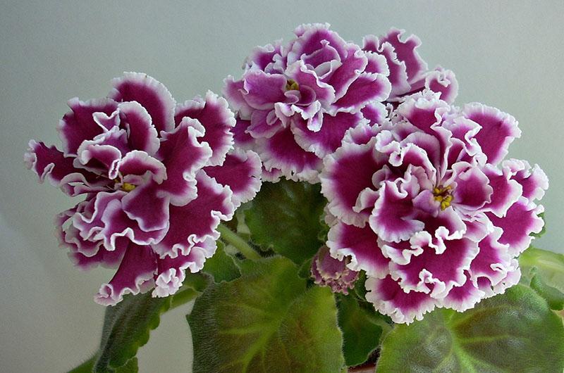 fleurs violettes hypoallergéniques
