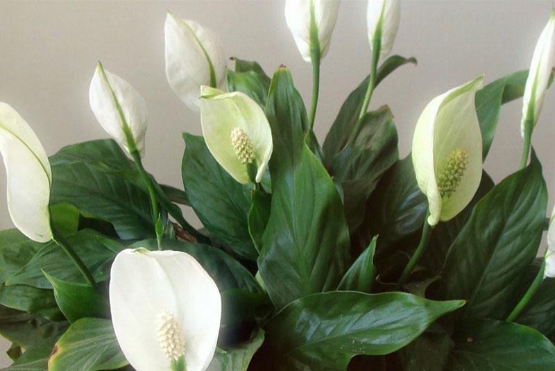 spathiphyllum
