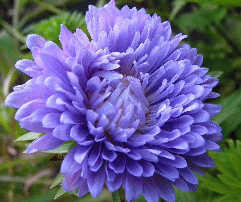 asters