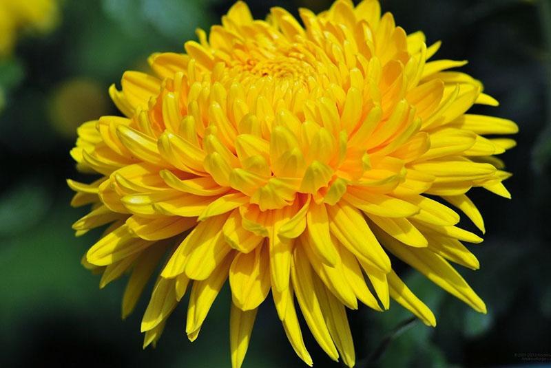 chrysanthème