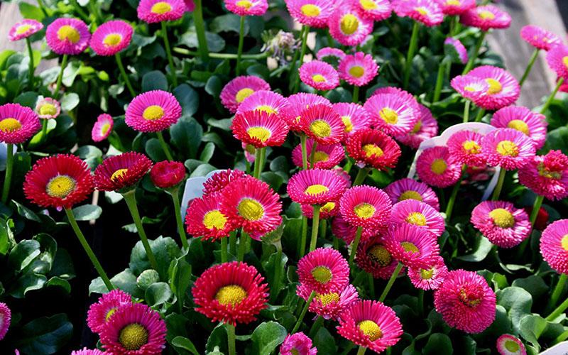 marguerites