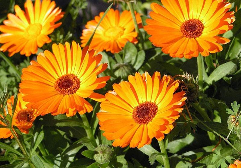 calendula